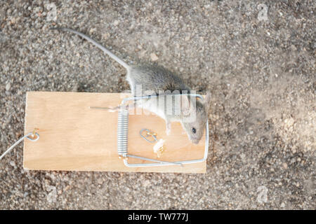 Dead mouse caught in trap outdoors Stock Photo