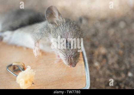 Dead mouse caught in trap outdoors Stock Photo