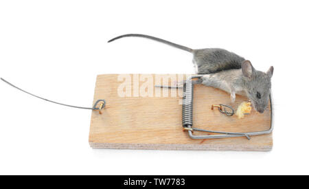 Dead mouse caught in trap on white background Stock Photo