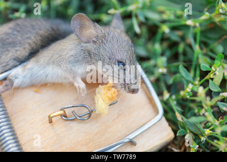 Dead mouse caught in trap outdoors Stock Photo