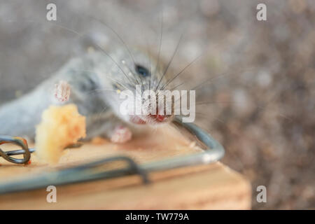 Dead mouse caught in trap outdoors Stock Photo