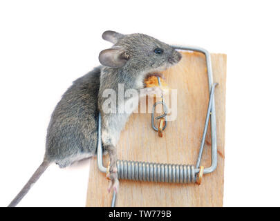 Dead mouse caught in trap on white background Stock Photo