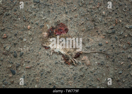 Dead mouse on road, top view Stock Photo