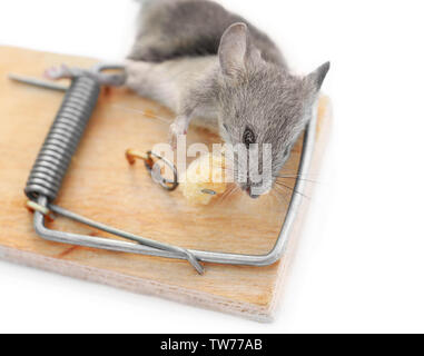 Dead mouse caught in trap on white background Stock Photo