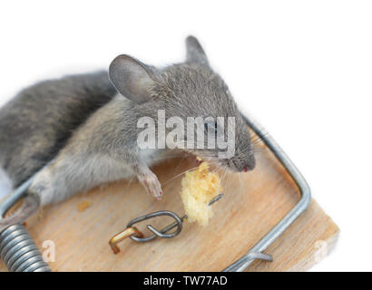Dead mouse caught in trap on white background Stock Photo