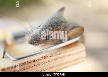 Dead mouse caught in snap trap outdoors, closeup Stock Photo - Alamy