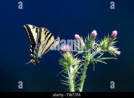 A Western Tiger Swallowtail butterfly (Papilio rutulus) foraging on wild flowers. California, USA. Stock Photo