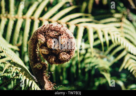 Close up image of New Zealand Tree Fern Koru unfurling Stock Photo