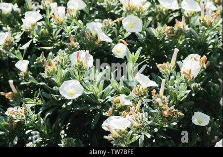 Convolvulus cneorum, also known as silverbush or shrubby bindweed, is a species of flowering plant in the family Convolvulaceae, which contains many p Stock Photo
