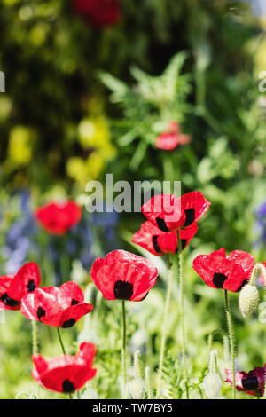 Ladybird Poppy or the Caucasian scarlet poppy (Papaver commutatum) is a species of flowering plant native to northern Turkey, Stock Photo