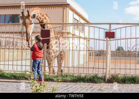 Little boy feeding giraffe in zoo Stock Photo