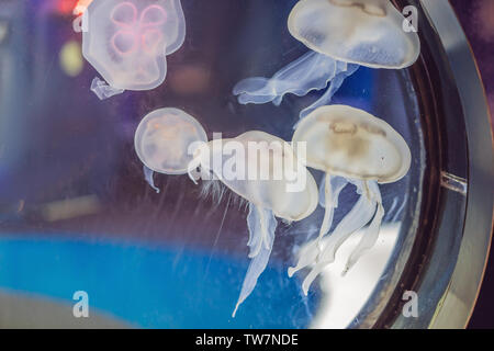 Jellyfish in action in the aquarium, Creating beautiful effect while in motion Stock Photo