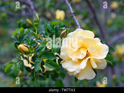 Persian Yellow Rose after a Rain Stock Photo