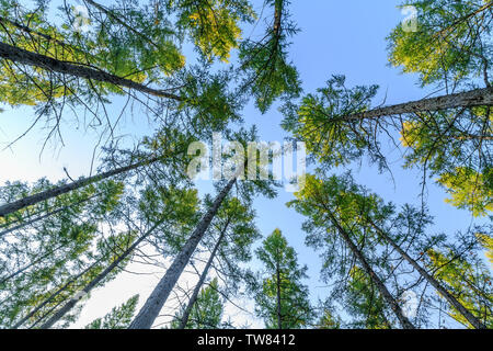 Sunny pine forest in Saihanba Stock Photo