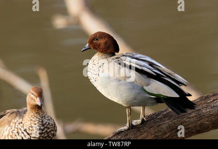 Australian Wood Duck, Chenonetta jubata, male also known as a maned duck or maned goose on the Murray River near Echuca Victoria, Australia. Stock Photo