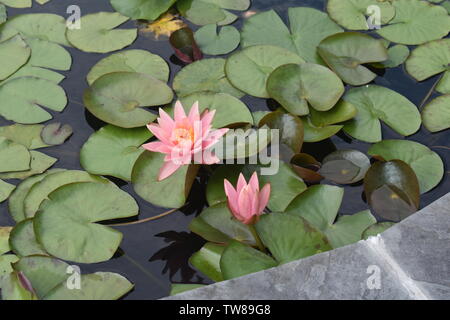 Pink water lily in a small water pond surrounded by green leaves Stock Photo