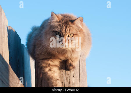 grey long-haired furry cat looking straight at the blue sky Stock Photo