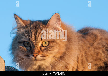 grey long-haired furry cat looking straight at the blue sky Stock Photo