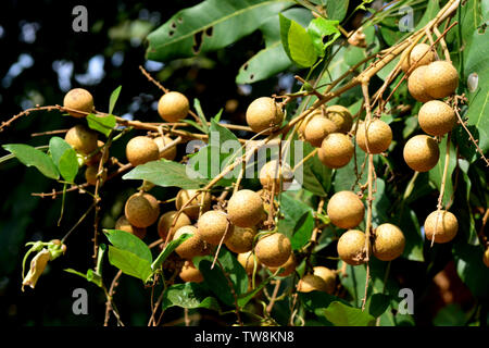 The Longan Fruit Tree - Lychee Close Relative Stock Photo