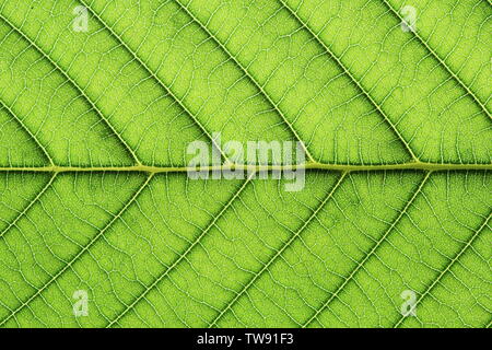 leaf vein abstract natural pattern background. diagonal stem line. green eco environmental and earth conservation concepts. Stock Photo