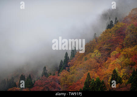 Mountain forest covered in red autumn trees partially hidden by the morning fog, beautiful abstract nature scenery. Ainokura, Toyama, Japan. Stock Photo