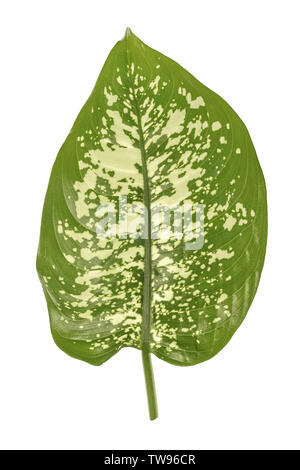 Green dieffenbachia leaf, dumb cane, containing white spots and flecks. Tropical foliage isolated on white background. Stock Photo