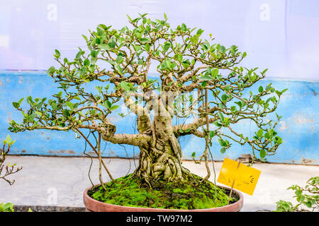 Green Banyan tree Bonsai for display in a flower pot. A tropical genus of fig evergreen deciduous species, shrubs vines with mature and thick woody tr Stock Photo