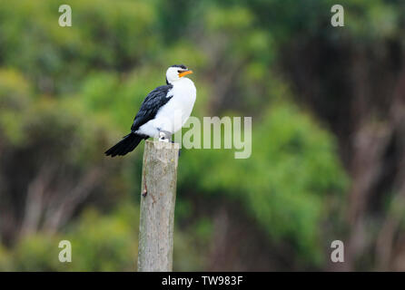 Little Pied Cormorant, Microcarbo melanoleucos, perched on a pole in wetlands near Apollo Bay, on the Great Ocean Road in Victoria Australia. Stock Photo