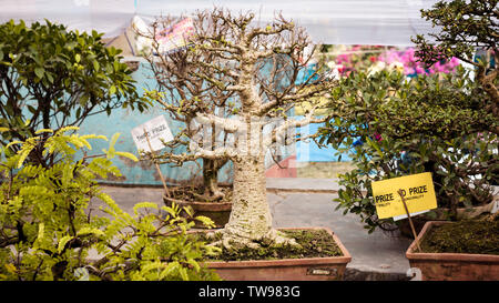 Junipers or Juniperus Bonsai for display in a flower pot. A tropical genus of fig evergreen deciduous species, shrubs vines with mature and thick wood Stock Photo