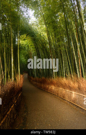 Sunlit Arashiyama bamboo grove trail, artistic tranquil scenery of bamboo forest in Kyoto, Japan.