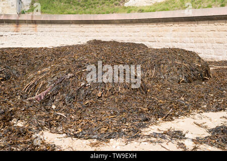 A mound of seaweed on the beach at Roker, Sunderland, England, UK Stock Photo