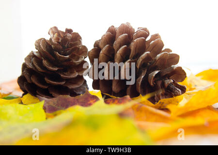 two bumps on autumn leaves, space for text Stock Photo