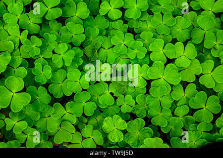 texture background shamrocks ivory leaves and ant Stock Photo