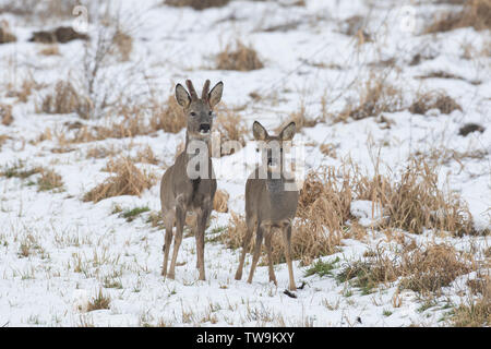 Roe Deer (Capreolus capreolus). Adult pair in snow. Stock Photo