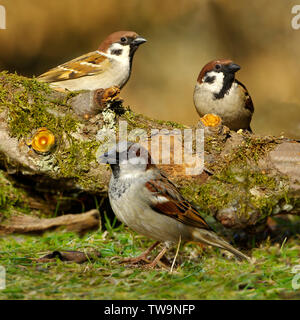 House Sparrow (Passer domesticus, in front) and two Tree Sparrows (Passer montanus, behind) on a mossy log. Germany Stock Photo