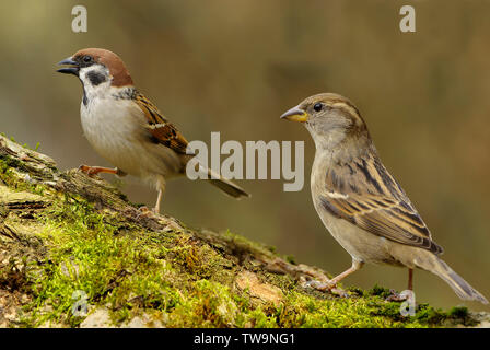Tree Sparrow (Passer montanus, left) and female House Sparrow (Passer domesticus, right) on a mossy log. Germany