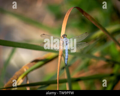 Orthetrum brunneum dragonfly, odonata, Southern Skimmer. Male, on waterside reeds. Stock Photo