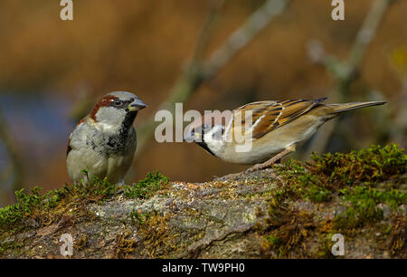 Tree Sparrow (Passer montanus, left) and House Sparrow (Passer domesticus, right) on a mossy log. Germany Stock Photo