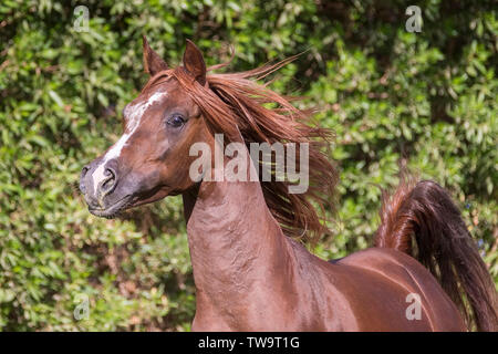 Arabian Horse. Chestnut stallion galloping on a lawn, portrait. Egypt Stock Photo