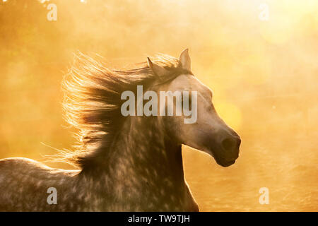 Purebred Arabian Horse. Portrait of grey stallion with mane flowing. Egypt Stock Photo