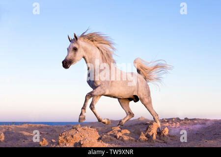 Arabian Horse. Gray stallion galloping in the desert. Egypt Stock Photo
