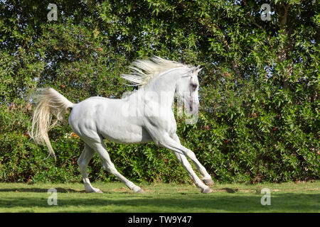 Arabian Horse. Gray stallion galloping on a lawn. Egypt Stock Photo