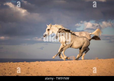 Arabian Horse. Gray mare with foal galloping in the desert. Egypt Stock Photo