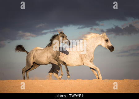 Arabian Horse. Gray mare with foal galloping in the desert. Egypt Stock Photo