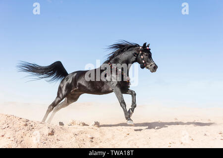 Arabian Horse. Black stallion galloping in the desert, wearing Egyptian style halter and brestcollar. Egypt Stock Photo