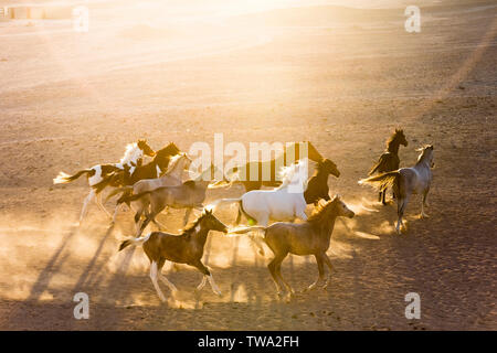 Arabian Horse. Juvenile mares galloping in the desert, evening light. Egypt Stock Photo