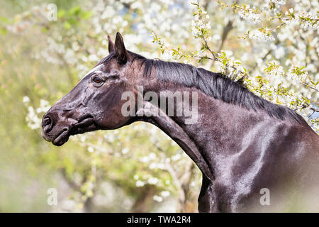 Hanoverian Horse. Portrait of black gelding, seen against flowering trees. Germany Stock Photo