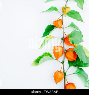 Orange Flower of physalis alkekengi isolated on white background. Withania somnifera. Ashwagandha. Chinese lantern plants, Japanese lantern, bladder c Stock Photo