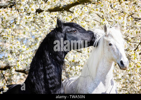 Pure Spanish Horse, Andalusian and Frisian Horse. Portrait of black and grey stallions in front of a flowering tree. Germany Stock Photo