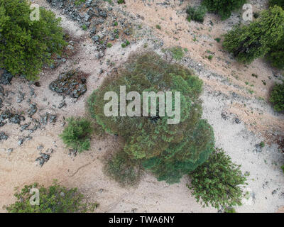 View from above of a large cedar tree alone in a forest Stock Photo